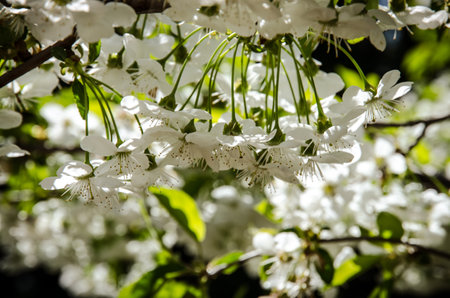 spring blossoming fruit trees in the gardenの写真素材