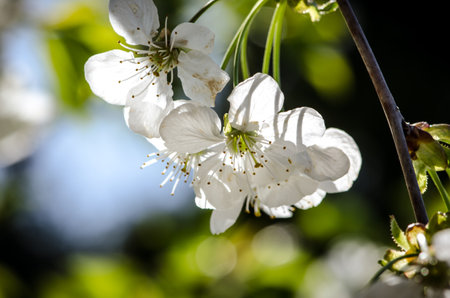 spring blossoming fruit trees in the gardenの写真素材