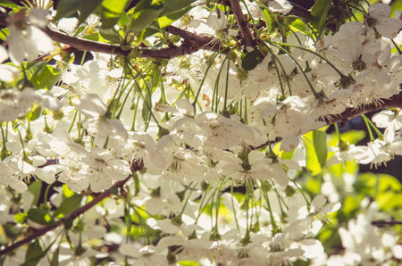 spring blossoming fruit trees in the gardenの写真素材
