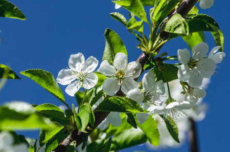 spring blossoming fruit trees in the gardenの写真素材