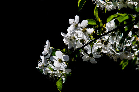 spring blossoming fruit trees in the gardenの写真素材
