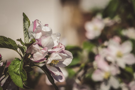 spring blossoming fruit trees in the gardenの写真素材