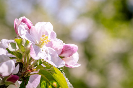 spring blossoming fruit trees in the gardenの写真素材