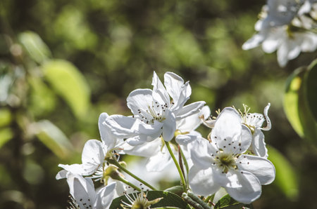 spring blossoming fruit trees in the garden in magic lightの写真素材