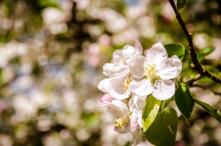 spring blossoming fruit trees in the gardenの写真素材