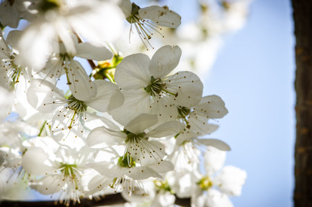 spring blossoming fruit trees in the gardenの写真素材
