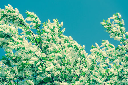 spring blossoming fruit trees in the gardenの写真素材