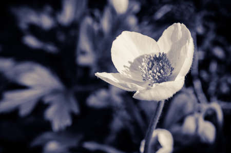 spring blossoming fruit trees in the garden in magic lightの写真素材