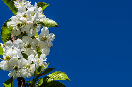 spring blossoming fruit trees in the gardenの写真素材