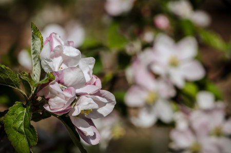 spring blossoming fruit trees in the gardenの写真素材