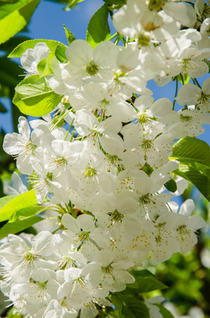 spring blossoming fruit trees in the gardenの写真素材