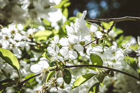spring blossoming fruit trees in the gardenの写真素材