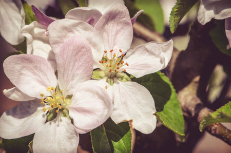 spring blossoming fruit trees in the gardenの写真素材
