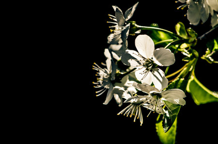 spring blossoming fruit trees in the garden in magic lightの写真素材