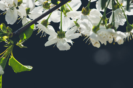 spring blossoming fruit trees in the gardenの写真素材