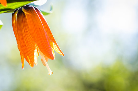 spring blossoming fruit trees in the garden in magic lightの写真素材