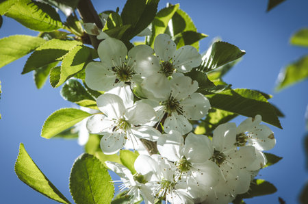 spring blossoming fruit trees in the gardenの写真素材