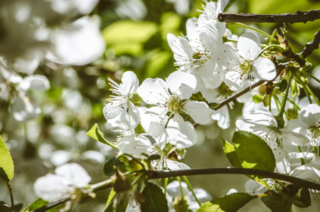 spring blossoming fruit trees in the gardenの写真素材
