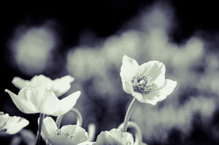 spring blossoming fruit trees in the gardenの写真素材