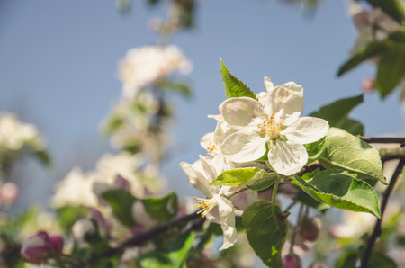 spring blossoming fruit trees in the garden in magic lightの写真素材