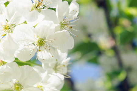 spring blossoming fruit trees in the gardenの写真素材