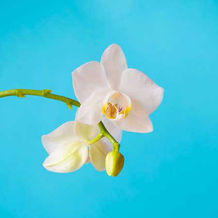 bouquet of yellow tulip flowers in vase on white backgroundの写真素材