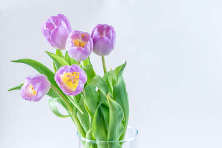 bouquet of yellow tulip flowers in vase on white backgroundの写真素材