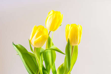 bouquet of yellow tulip flowers in vase on white backgroundの写真素材