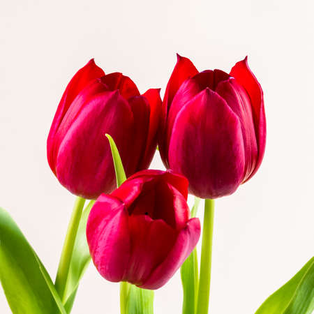 bouquet of yellow tulip flowers in vase on white backgroundの写真素材