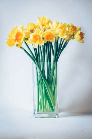red tulip flowers against red background, copy spaceの写真素材