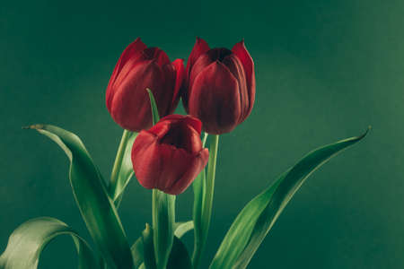 bouquet of yellow tulip flowers in vase on white backgroundの写真素材