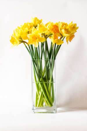 red tulip flowers against red background, copy spaceの写真素材