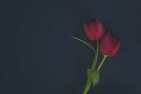 red tulip flowers against red background, copy spaceの写真素材