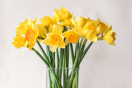bouquet of yellow tulip flowers in vase on white backgroundの写真素材