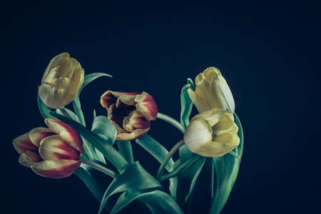 bouquet of yellow tulip flowers in vase on white backgroundの写真素材