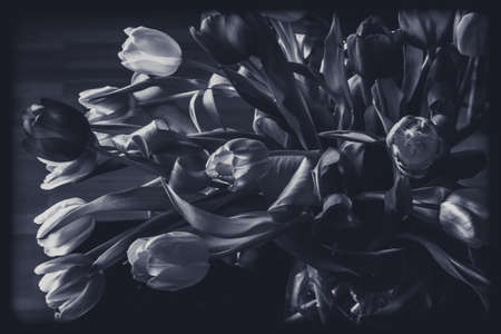 red tulip flowers against red background, copy spaceの写真素材