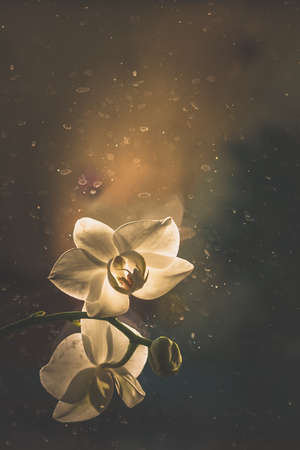 bouquet of yellow tulip flowers in vase on white backgroundの写真素材