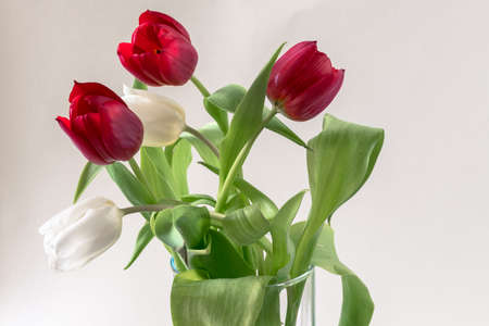 red tulip flowers against red background, copy spaceの写真素材