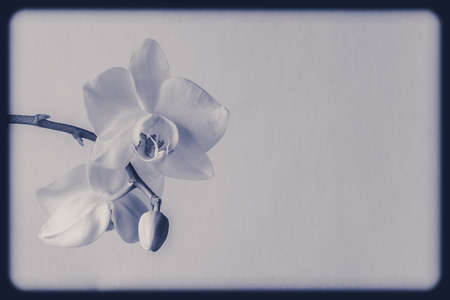 bouquet of yellow tulip flowers in vase on white backgroundの写真素材