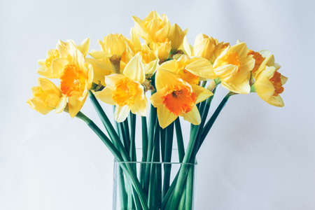 bouquet of yellow tulip flowers in vase on white backgroundの写真素材