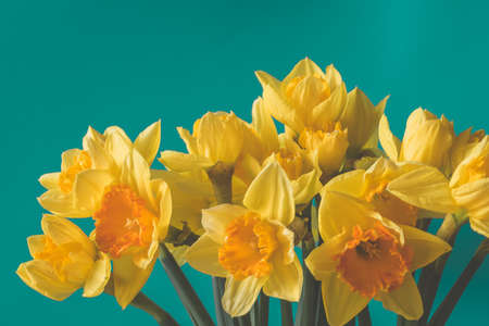red tulip flowers against red background, copy spaceの写真素材