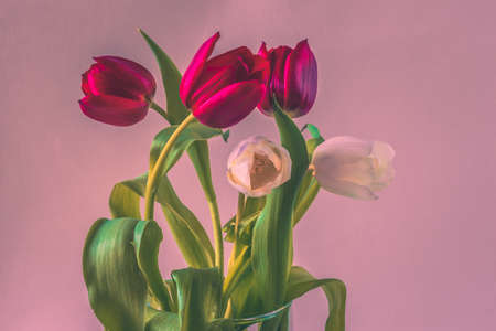 bouquet of yellow tulip flowers in vase on white backgroundの写真素材