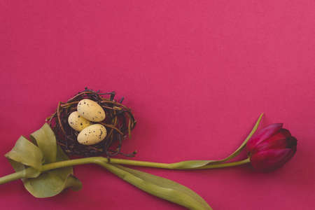 red tulip flowers against red background, copy spaceの写真素材