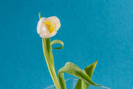 bouquet of yellow tulip flowers in vase on white backgroundの写真素材
