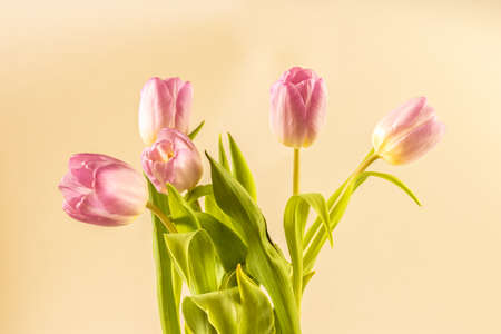 bouquet of yellow tulip flowers in vase on white backgroundの写真素材