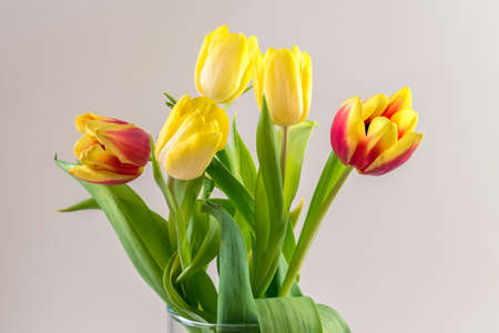 bouquet of yellow tulip flowers in vase on white backgroundの写真素材