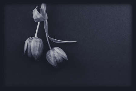 red tulip flowers against red background, copy spaceの写真素材