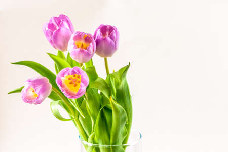 bouquet of yellow tulip flowers in vase on white backgroundの写真素材