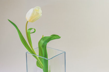 red tulip flowers against red background, copy spaceの写真素材
