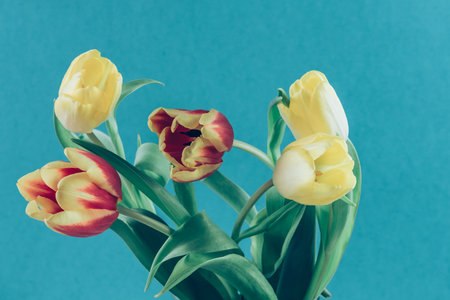 red tulip flowers against red background, copy spaceの写真素材